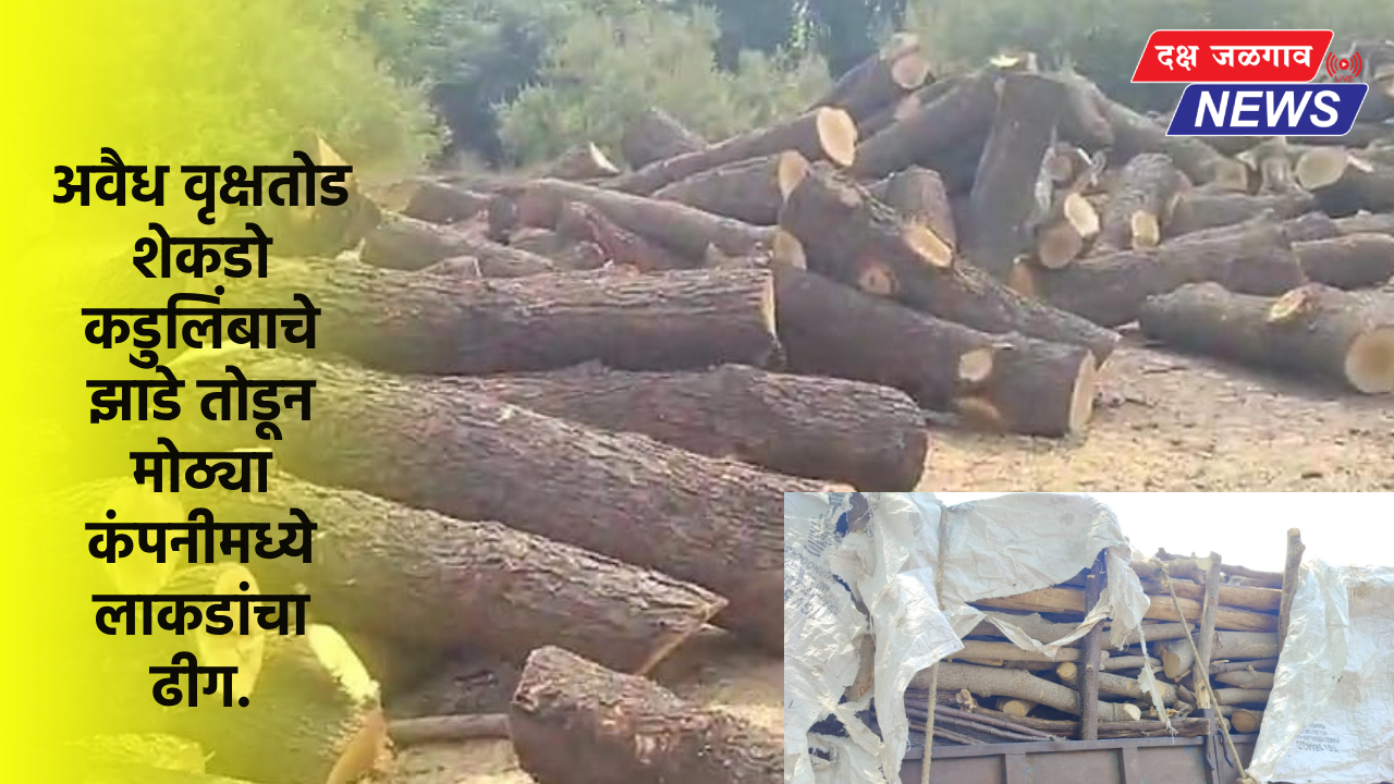 अवैध वृक्षतोड शेकडो कडुलिंबाचे झाडे तोडून मोठ्या कंपनीमध्ये लाकडांचा ढीग.